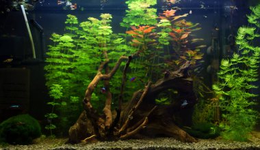Balıklı, dallı ve yeşillikli ev akvaryumu.