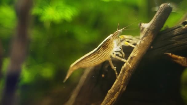 Crevettes Bambou Eau Douce Assises Sur Chevalet Atyopsis Moluccensis — Video