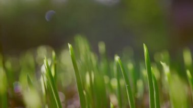 Ormanda bahar doğası. Kısa video kesimleri.