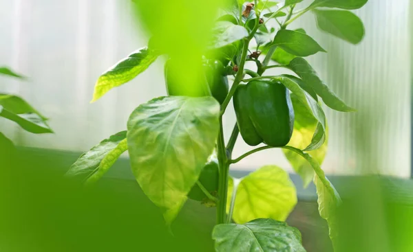 温室里的有机绿色红辣椒 — 图库照片