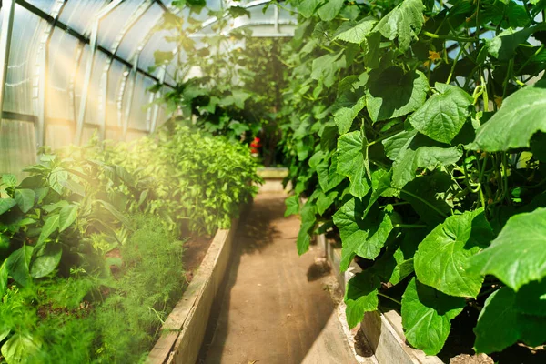 Greenhouse Cucumber Basil Paprika Dill — Stock Photo, Image