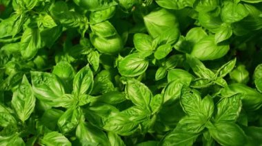 Seradaki organik fesleğenler.