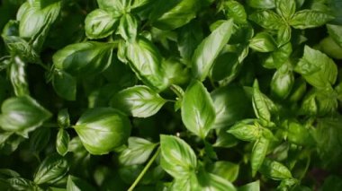 Seradaki organik fesleğenler.