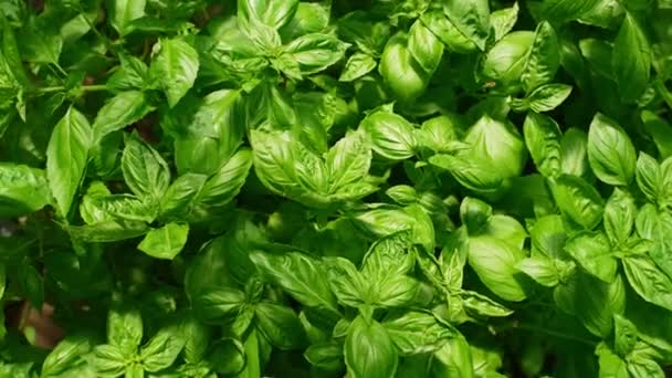 Organic Basil Bushes Greenhouse — Stock Video