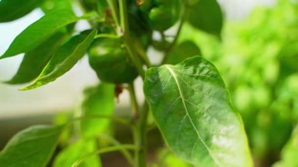 Biologische Groene Paprika Een Kas — Stockvideo