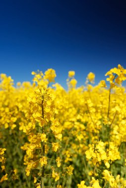 Yaz mevsiminin başlarında ırz düşmanı tarlası.