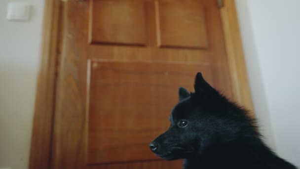 Σκύλος Περιμένει Τον Ιδιοκτήτη Μπροστά Στην Πόρτα — Αρχείο Βίντεο