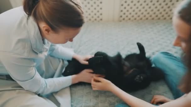 Familjen Leker Med Hunden Schipperke — Stockvideo