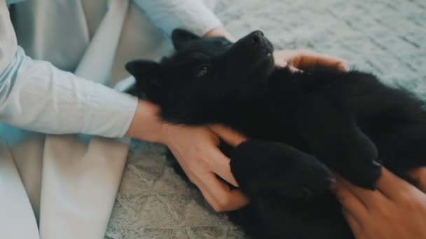 Familie Speelt Met Schipperke Hond — Stockvideo