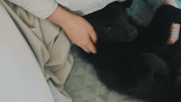 Mujer Acariciando Perro Schipperke Casa — Vídeo de stock