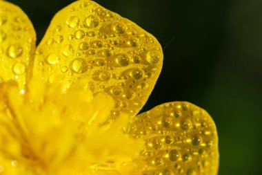 Sarı çiçeğe çiy damlalarının makro görüntüsü. Ranunculus tövbe etti..