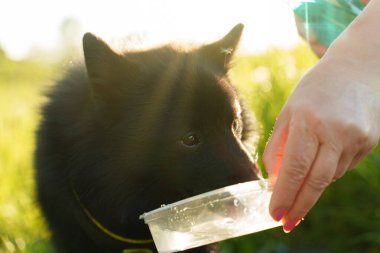 Kadın, güneşli bir günde köpeğe su verir..
