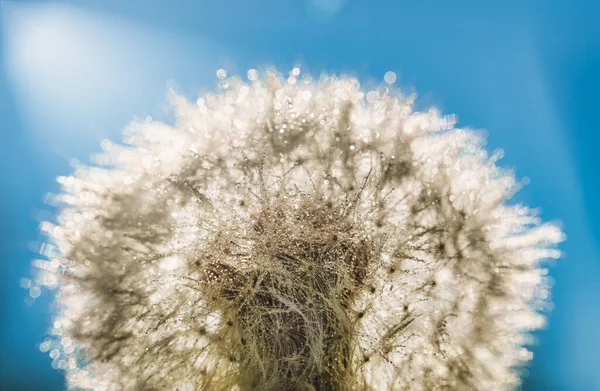 Vista Macro Dente Leão Comum Taraxacum Officinale — Fotografia de Stock