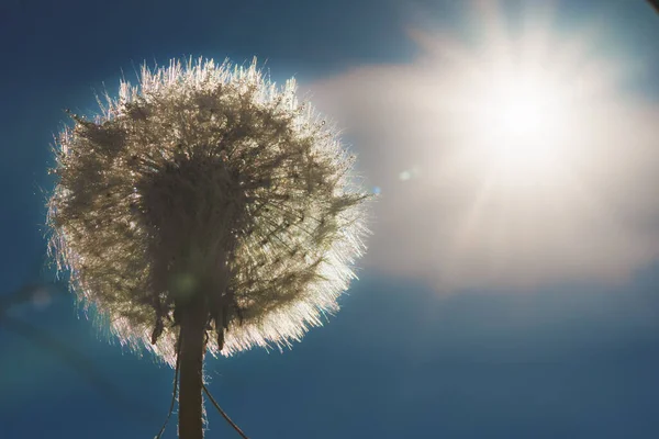 Vista Macro Dente Leão Comum Taraxacum Officinale — Fotografia de Stock