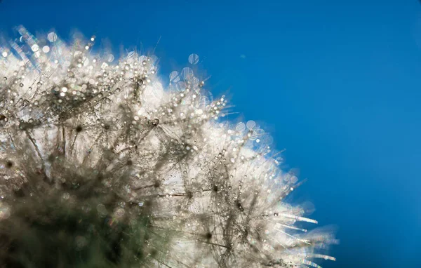 Vista Macro Dente Leão Comum Taraxacum Officinale — Fotografia de Stock