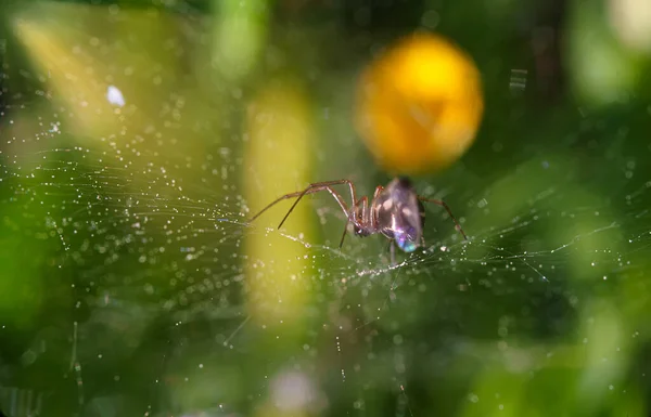 Spider Zit Een Web Wacht Prooi — Stockfoto