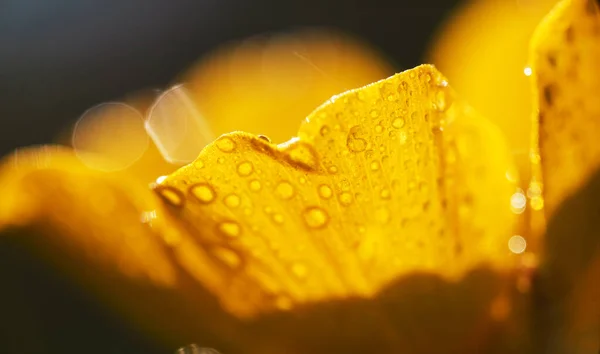 黄色の花に露のマクロビューが低下します ランヌクルスは — ストック写真