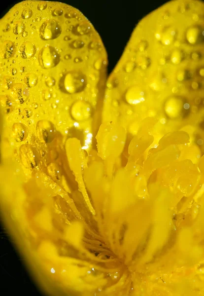 Vista Macro Gotas Orvalho Flor Amarela Ranunculus Repens — Fotografia de Stock