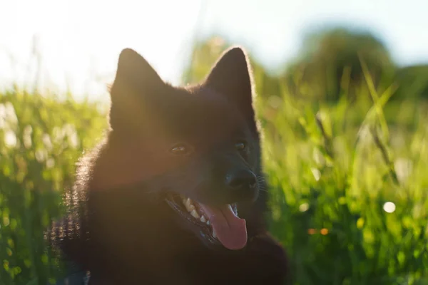 Młody Szczeniak Schipperke Odpoczywa Zewnątrz — Zdjęcie stockowe