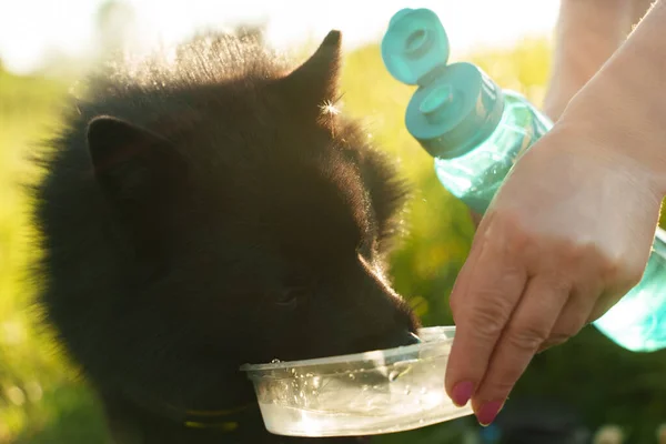 Mujer Trago Agua Perro Día Soleado Caliente — Foto de Stock