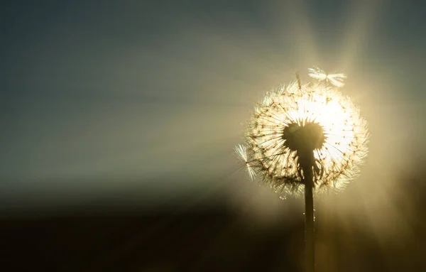 Vista Dente Leão Comum Taraxacum Officinale — Fotografia de Stock