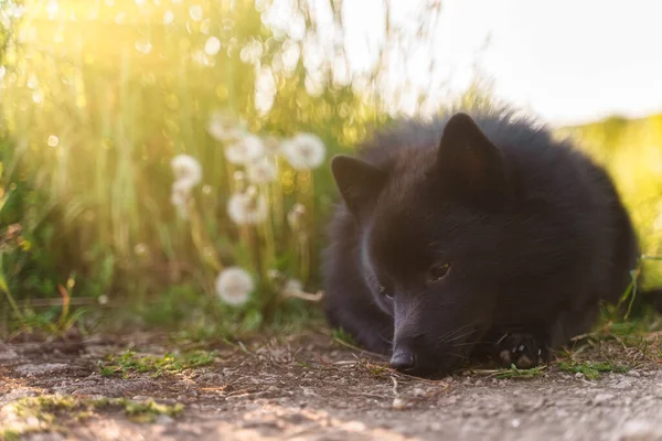 Młody Szczeniak Schipperke Odpoczywa Zewnątrz — Zdjęcie stockowe