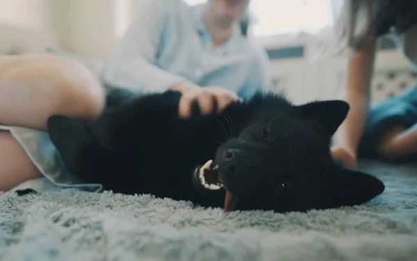 家人和Schipperke的狗一起玩 — 图库照片