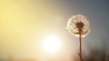 Güneşli yaz gününde karahindiba. Taraxacum officinale.