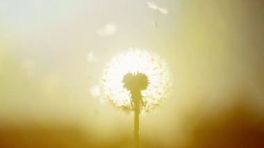Güneşli yaz gününde karahindiba. Taraxacum officinale.