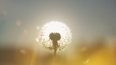 Güneşli yaz gününde karahindiba. Taraxacum officinale.