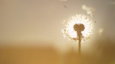 Güneşli yaz gününde karahindiba. Taraxacum officinale.