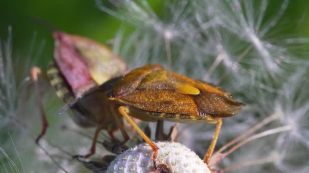 Vue Macro Extrême Bug Heteroptera — Video