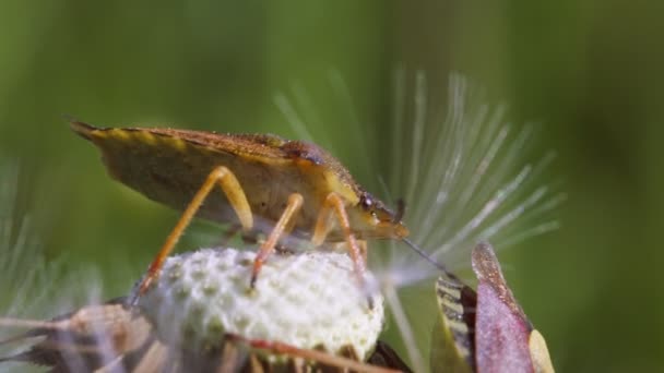 异翅目昆虫的极端宏观视图 — 图库视频影像