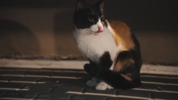 Наляканий Кіт Сидить Під Лавкою Вночі — стокове відео