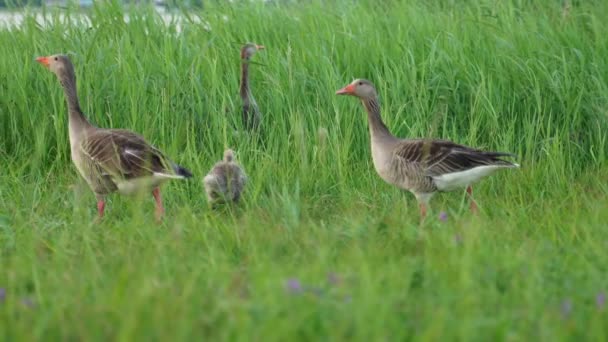 Famiglia Oche Passeggia Tra Cespugli Riva Mare — Video Stock