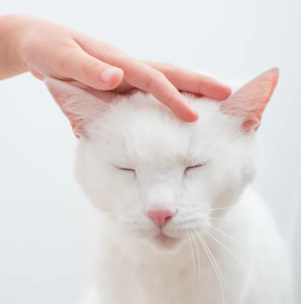 Tangan anak membelai kepala kucing putih . — Stok Foto