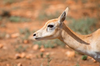 Young antilope walking in national park. clipart