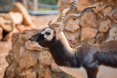 Milli parkta yürüyüş blackbuck. Antilope cervicapra.