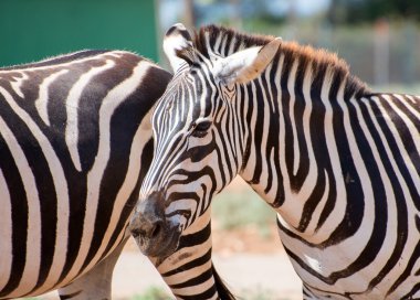 Dağ zebrası Milli Park'ta yürüyordunuz. Equus zebra.