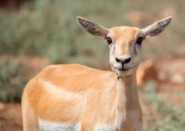 Jovem antilope caminhando no parque nacional . — Fotografia de Stock