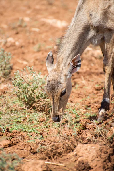 Les jeunes antilopes mangent dans le parc national . — Photo