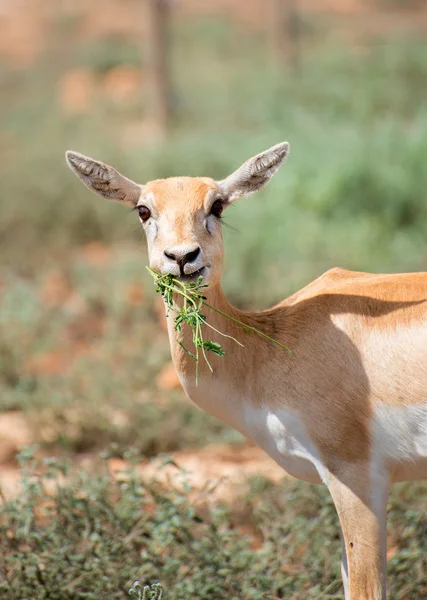 Young antilope eating in national park. — Stock Photo, Image