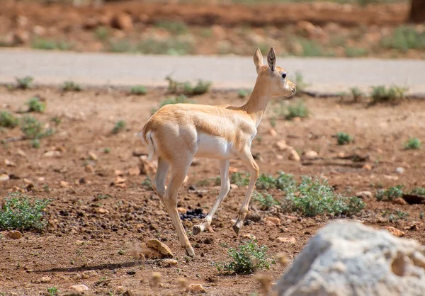 Fiatal antilope nemzeti park séta. — Stock Fotó
