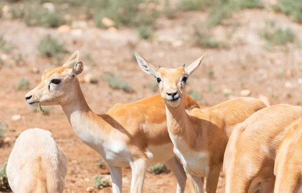 Young antilopes eating in national park. — Stock Photo, Image