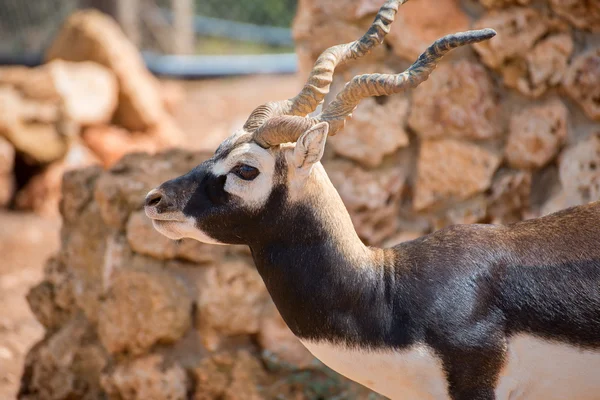 Blackbuck caminando en el parque nacional. Antilope cervicapra . — Foto de Stock