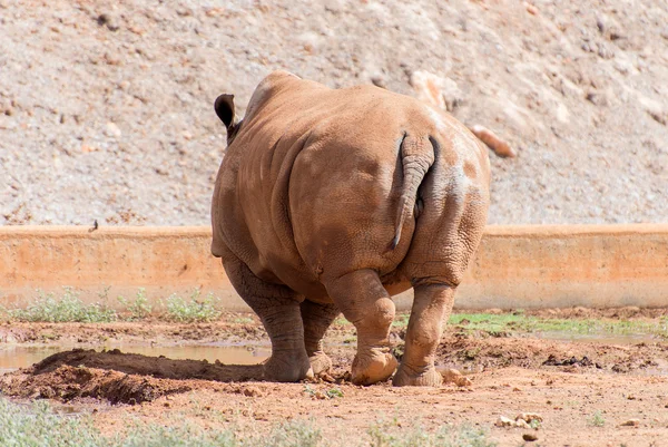 Rhino in national park. Family Rhinocerotidae. — Stock Photo, Image