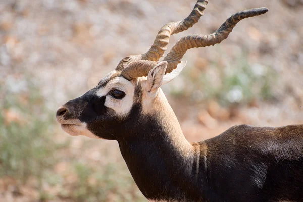 Blackbuck walking in national park. Antilope cervicapra. — Stock Photo, Image