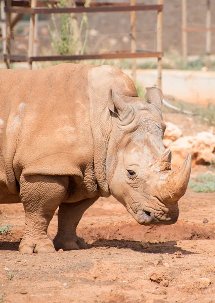 Rhino nemzeti parkban. Családi Rhinocerotidae. — Stock Fotó