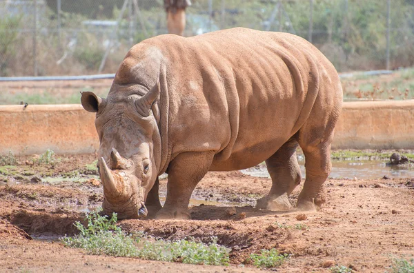 Rhino nemzeti parkban. Családi Rhinocerotidae. — Stock Fotó