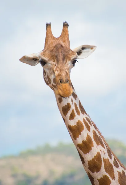 Rothschild's giraffe in national park. Giraffa camelopardalis rothschildi. — Stock Photo, Image